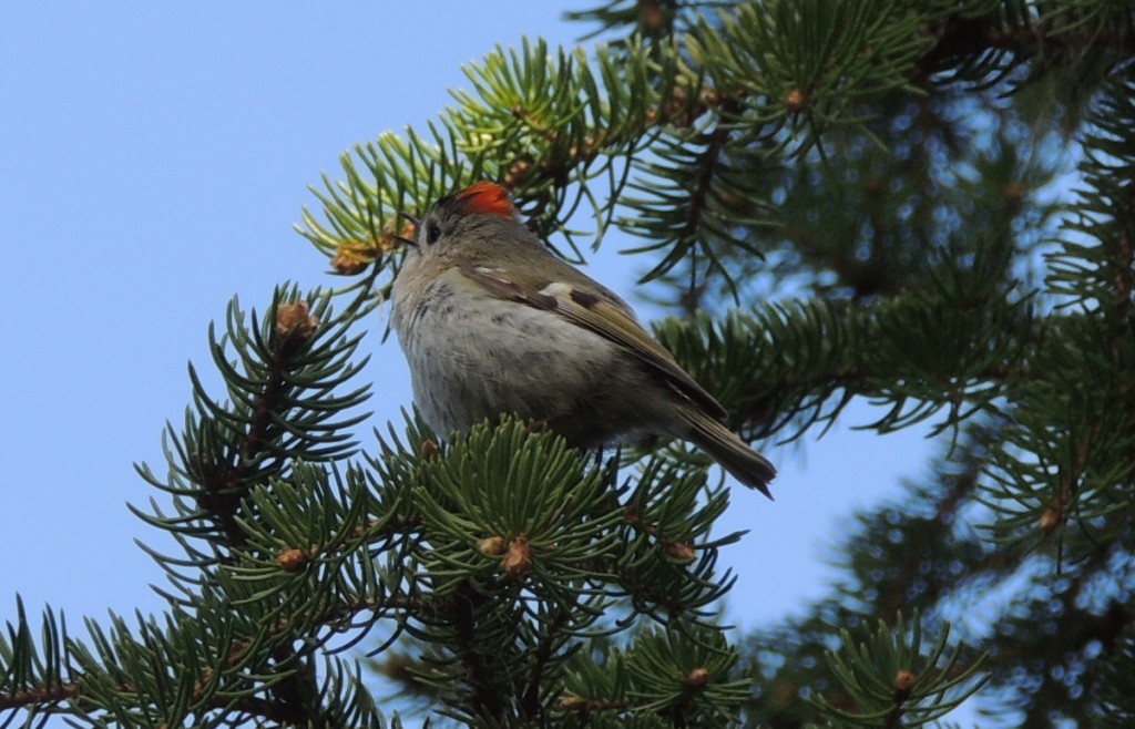 kungsfågel